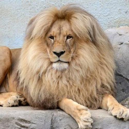 Este leão tem uma beleza impressionante