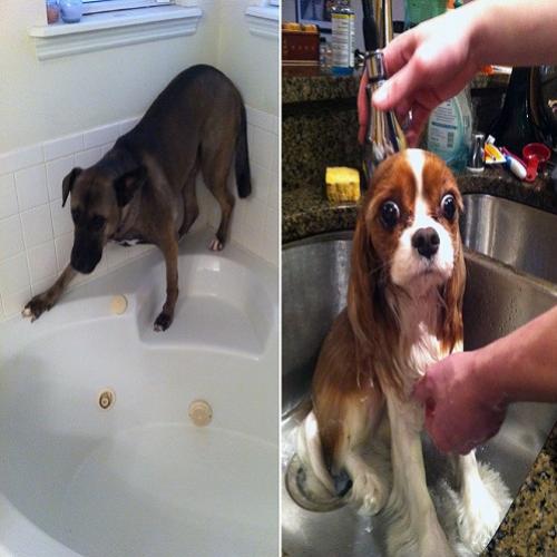 Cachorros tomando banho 