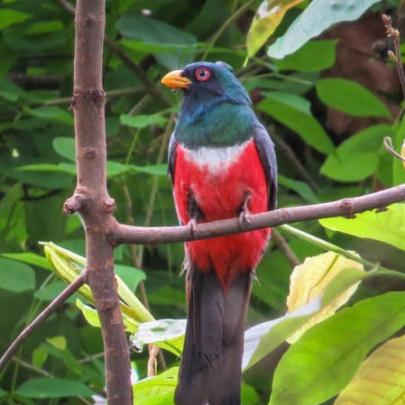 Zoológico britânico registra biodiversidade surpreendente no Equador