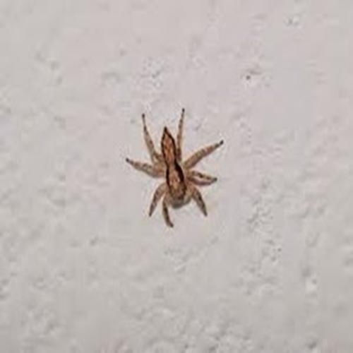 Aranha papa-moscas: também chamada aranha saltadora 