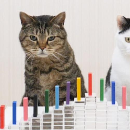 Gatos e dominós, o que poderia dar errado?