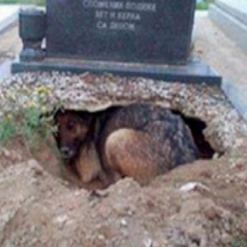  Cadela de rua cavou buraco em túmulo e pariu 4 filhotes 