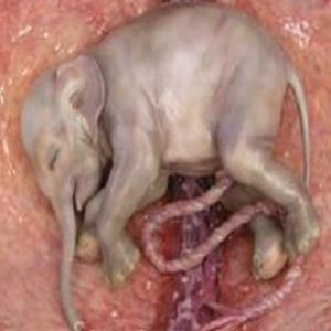 Imagens espetaculares de um elefante nascendo!