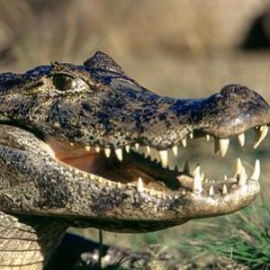 O novo 'caçador de crocodilos'