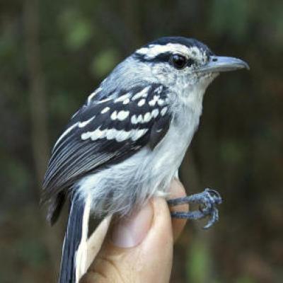 15 espécies novas de pássaro encontradas na amazônia
