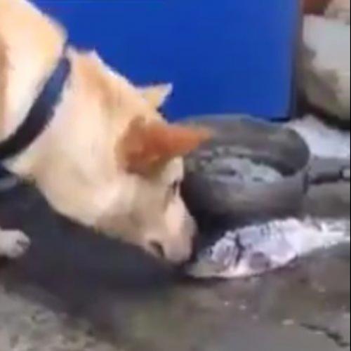 Cão tentando salvar peixes é inacreditável 