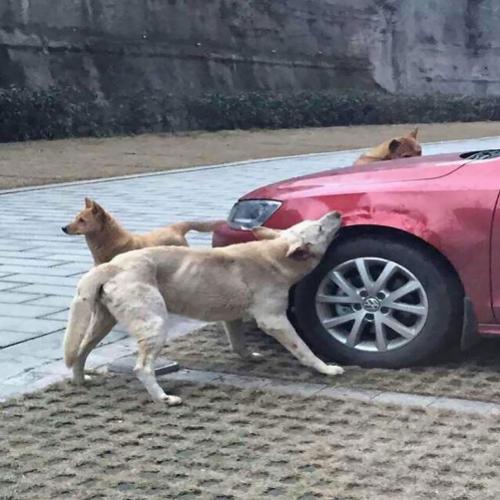 Cão chutado por japonês junta sua matilha e destrói carro do agressor