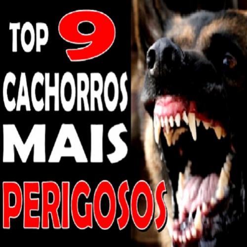 9 raças de cachorro que parecem dóceis mas são perigosos