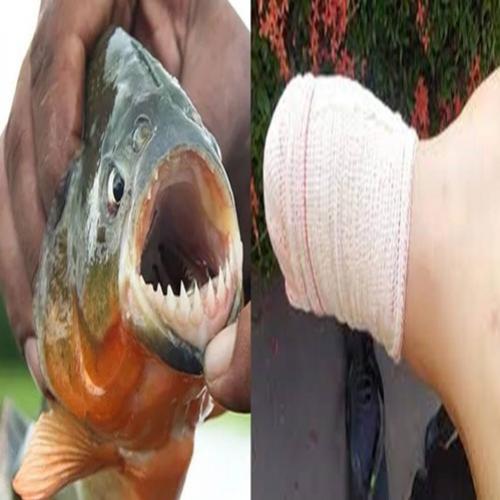 Piranha arranca dedo de turista em Goiás