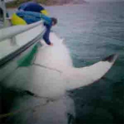 Capturado o Maior Tubarão Branco!