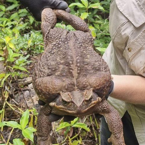 Sapo gigante é encontrado em floresta na Austrália