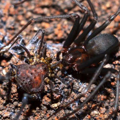 Aranha-marrom identifica pontos fracos de presa ao atacá-la
