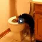 Cão odeia a descarga de sanitário