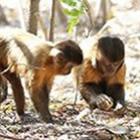 Macacos-prego da caatinga utilizam varetas como ferramentas