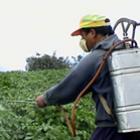Perigo: Agrotóxicos proibidos são encontrados em vegetais no Brasil