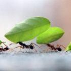 Como pode a formiga erguer objetos mais pesados do que ela própria?