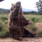 Urso dá tchauzinho pra turista