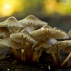 Como evitar fungos nas lentes fotográficas