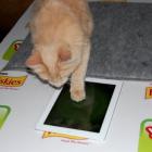 Novo aplicativo permite que você jogue com seu gato de estimação