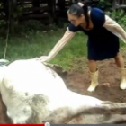 Mulher leva coice de vaca recém parida 