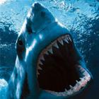 Tubarão branco ataca remadora na Austrália