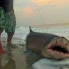 Homem pesca tubarão de dois metros nos EUA, usando linha e anzol