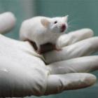 Leite materno humano bloqueia transmissão do HIV em ratos