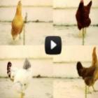 Aprenda a dançar com as galinhas