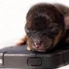 Cachorro menor que iPhone nasce no Reino Unido 