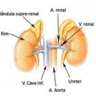 O que são as glândulas supra-renais?