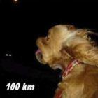 Cachorro em alta velocidade - de 0 a 120 km/h
