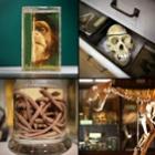 Fotos curiosas de um grande museu de zoologia 