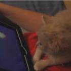 Gatinho fofo jogando no iPad