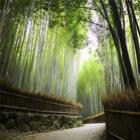 Floresta de Bambu no Japão Sagano Bamboo Forest