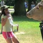 Tem vaca que não leva desaforo para casa.