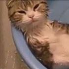 Gatos + Água = Compilação Perfeita