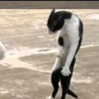 Kung Fu Gato