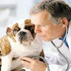 Primeira consulta ao veterinário: quando deve ser e por que é tão importante?