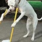 Cocô de cachorro nas ruas pode causar doença! Share on facebook Share on twitter