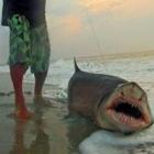 Homem pesca tubarão de dois metros nos EUA, usando linha e anzol