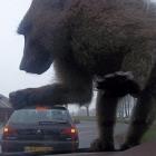 Babuíno gigante detona carro