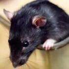 Invasão de ratos: prelúdio do fim?