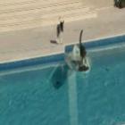 Gato escapa de cachorro surfando em piscina