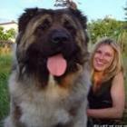 Coleção de imagens com os maiores cachorros encontrados na internet