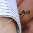 Descubra por que as abelhas morrem depois de picar 
