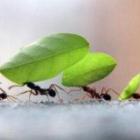 Por que as formigas andam em fila indiana?