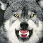 Você conhece o Courage Wolf? Ele tem ótimas dicas pra você