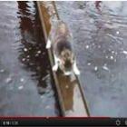 Gato atravessa rio sem nem molhar as patas e arrasa no YouTube. Assista!