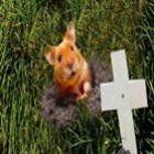 Hamster volta da morte e ganha apelido de Jesus