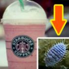 Starbucks adota corante à base de insetos